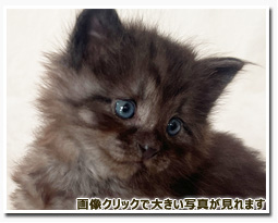 ノルウェージャンフォレストキャット