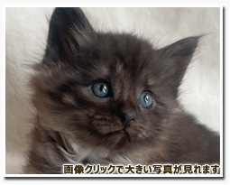 ノルウェージャンフォレストキャット