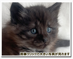 ノルウェージャンフォレストキャット