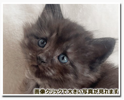 ノルウェージャンフォレストキャット