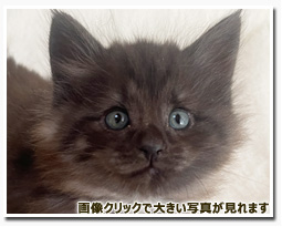 ノルウェージャンフォレストキャット