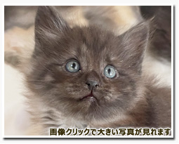 ノルウェージャンフォレストキャット