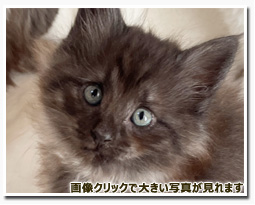 ノルウェージャンフォレストキャット