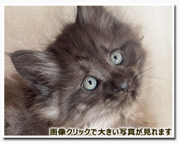 ノルウェージャンフォレストキャット