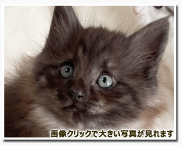 ノルウェージャンフォレストキャット