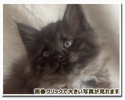 ノルウェージャンフォレストキャット