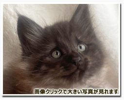 ノルウェージャンフォレストキャット