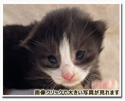 ノルウェージャンフォレストキャット