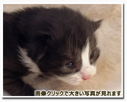 ノルウェージャンフォレストキャット