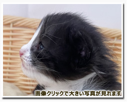 ノルウェージャンフォレストキャット