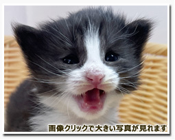 ノルウェージャンフォレストキャット