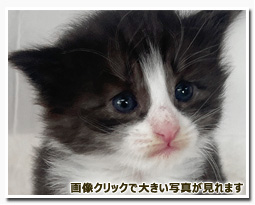 ノルウェージャンフォレストキャット