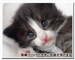 ノルウェージャンフォレストキャット