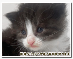 ノルウェージャンフォレストキャット