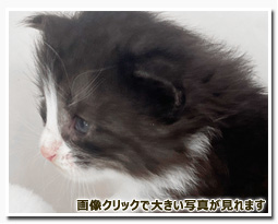 ノルウェージャンフォレストキャット