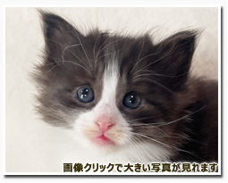 ノルウェージャンフォレストキャット