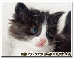 ノルウェージャンフォレストキャット