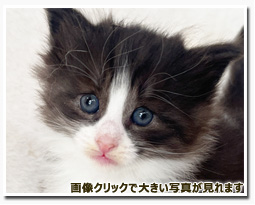 ノルウェージャンフォレストキャット