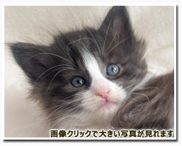 ノルウェージャンフォレストキャット