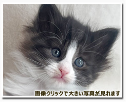 ノルウェージャンフォレストキャット