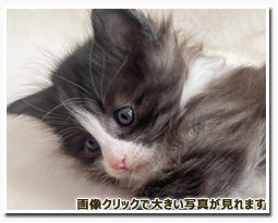 ノルウェージャンフォレストキャット