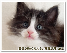 ノルウェージャンフォレストキャット