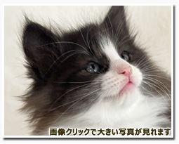 ノルウェージャンフォレストキャット