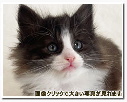 ノルウェージャンフォレストキャット