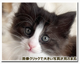 ノルウェージャンフォレストキャット