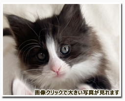 ノルウェージャンフォレストキャット