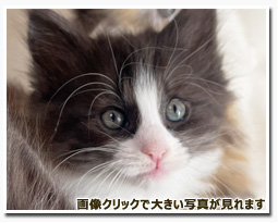 ノルウェージャンフォレストキャット