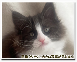 ノルウェージャンフォレストキャット