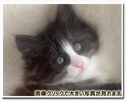 ノルウェージャンフォレストキャット