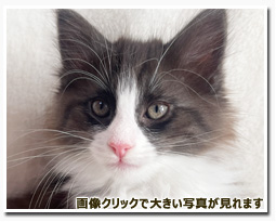 ノルウェージャンフォレストキャット