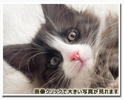 ノルウェージャンフォレストキャット