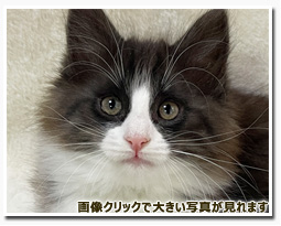ノルウェージャンフォレストキャット