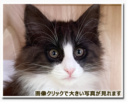 ノルウェージャンフォレストキャット