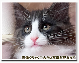 ノルウェージャンフォレストキャット