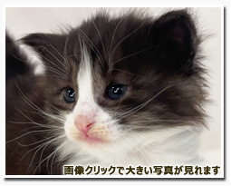 ノルウェージャンフォレストキャット