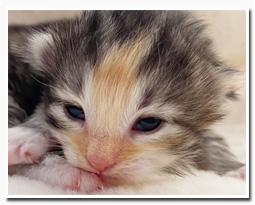 ノルウェージャンフォレストキャット