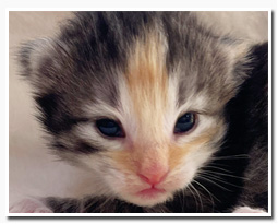 ノルウェージャンフォレストキャット