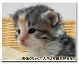 ノルウェージャンフォレストキャット