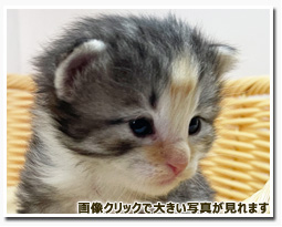 ノルウェージャンフォレストキャット