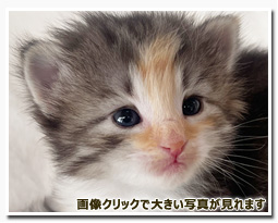 ノルウェージャンフォレストキャット