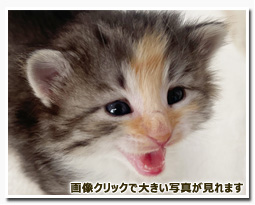 ノルウェージャンフォレストキャット