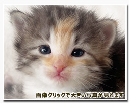 ノルウェージャンフォレストキャット