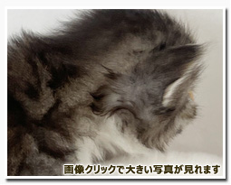 ノルウェージャンフォレストキャット