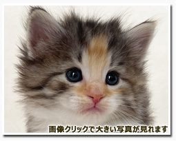 ノルウェージャンフォレストキャット