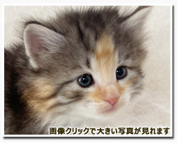 ノルウェージャンフォレストキャット