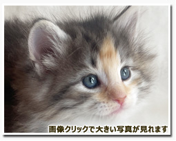 ノルウェージャンフォレストキャット